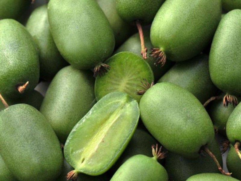 Актинидия купить саженцы из питомнике в Салавате