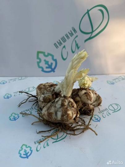 Лилия "МЕДЖИК СТАР" 3 штуки (размер 18/20)