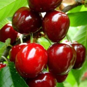 Черешня "МИЧУРИНСКАЯ ПОЗДНЯЯ"