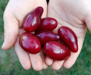 Кизил "ВЛАДИМИРСКИЙ"