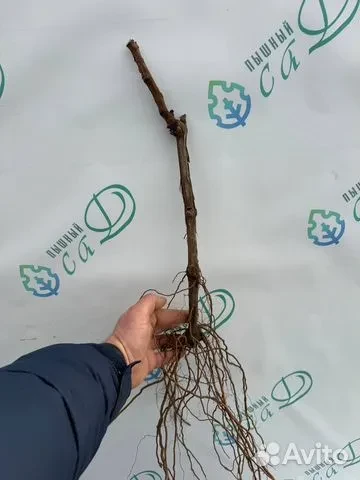 Виноград "АЛЬМИНСКИЙ" (сентябрь)