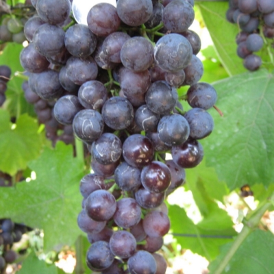 Виноград "ГУРЗУФСКИЙ РОЗОВЫЙ"